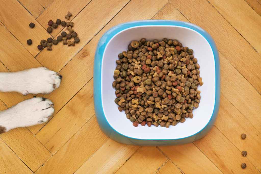 alimentation ideale chien croquettes avec céréales 