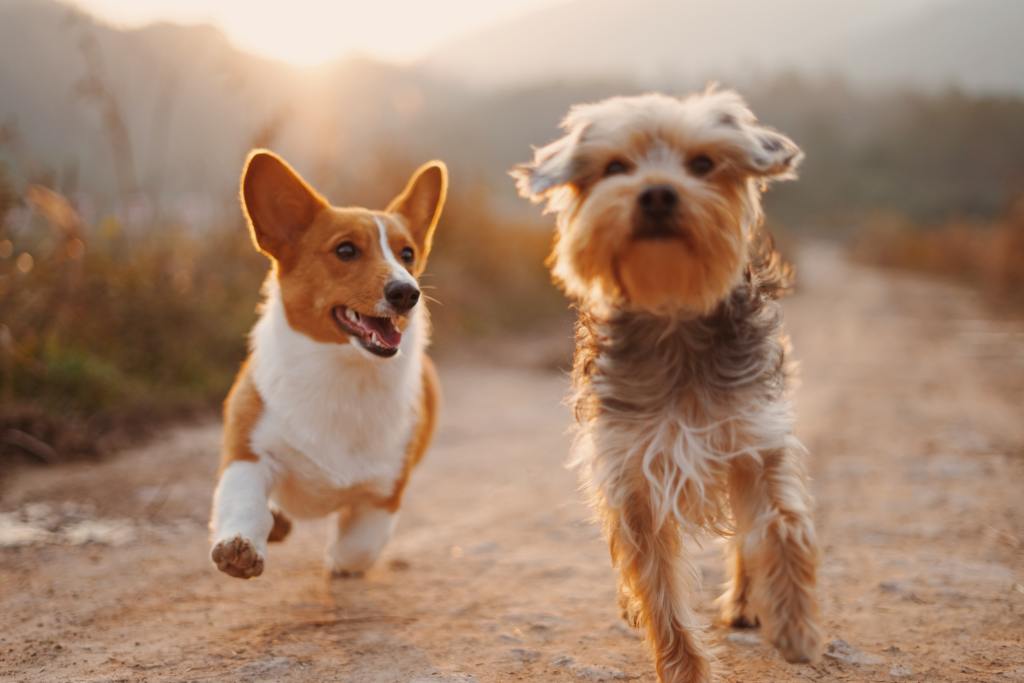 osteopathie canine chiens qui courent