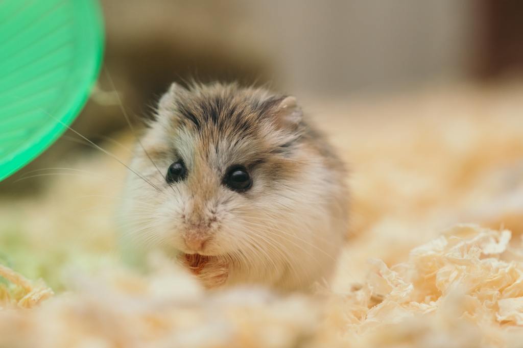 hamster roborowsky dans sa cage