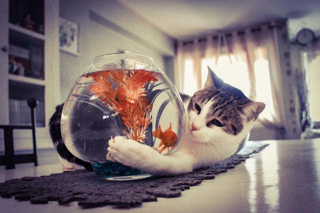 poisson rouge dans un bocal qui se fait embêter par un chat.